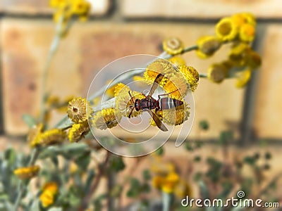 Paper Wasp on yellow flowers