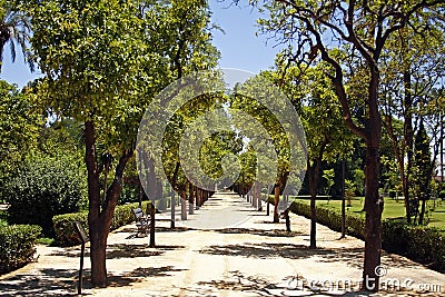 Park Alley In Hot Sunny Day Royalty Free Stock