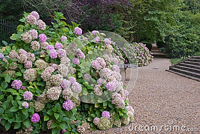 Park alley with hydrangeas