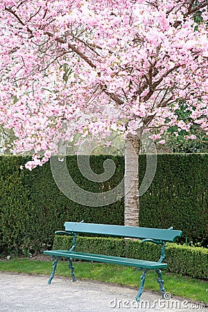Park bench under a blooming cherry tree