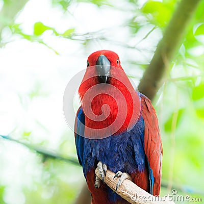 Parrot bird