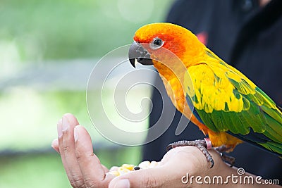 Parrot bird eating corn seed