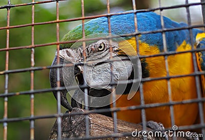 A Parrot in a Cage