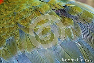 Parrot feathers