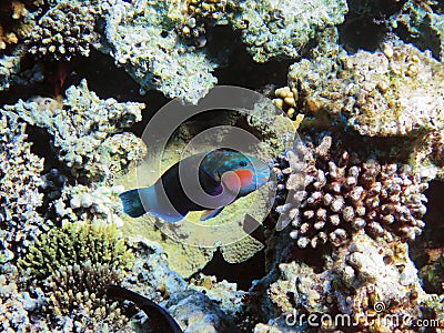 Parrot-fish on the coral reef