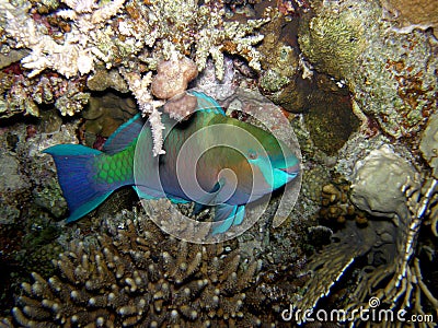Parrot fish hiding at night - close up