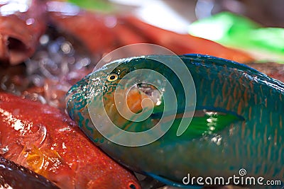 Parrot fish, seafood on market