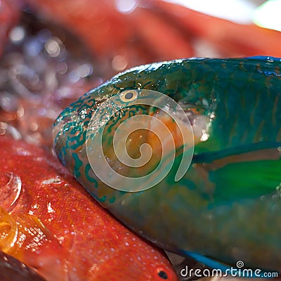 Parrot fish, seafood on market