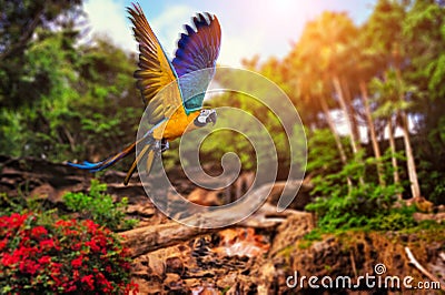Parrot flying