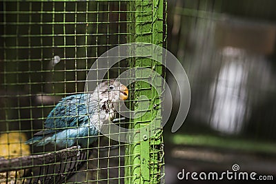 Parrot in green cage