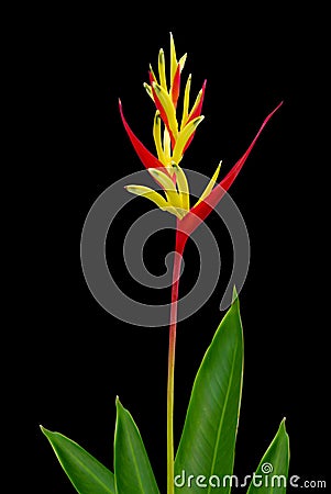 Parrot Heliconia isolated
