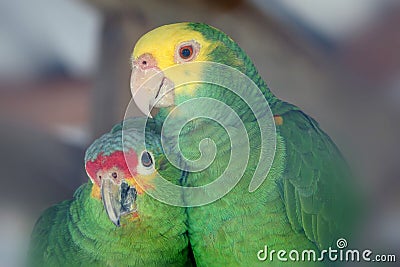Parrot Love Birds