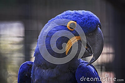 Parrot s profile