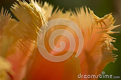 Parrot tulip