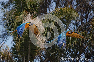 Parrots flying in front of palm trees