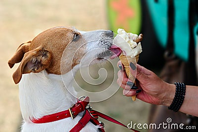 Parson Jack Russell Terrier licking dog ice cream