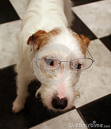 Parsons jack russell terrier dog with glasses