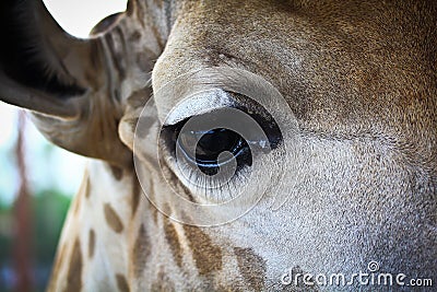 A part of Giraffe s head