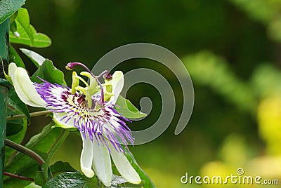 Passion flower 4