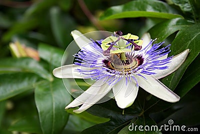 Passion Flower with Bee