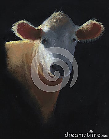 Pastel Painting of White Faced Cow