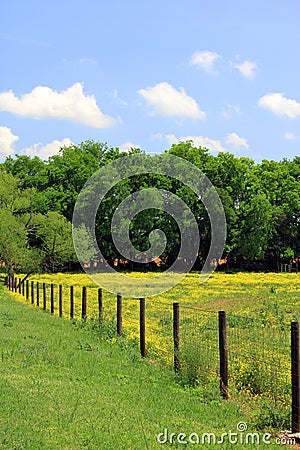 Pasture with yellow flowers and fence