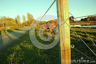 Pastured scottish highland cow in nature