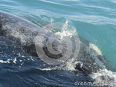 Patagonia. Southern right Whale