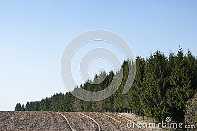 A path along the forest