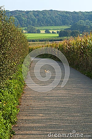 Path Through Corn Field