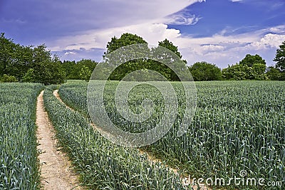 Path corn field