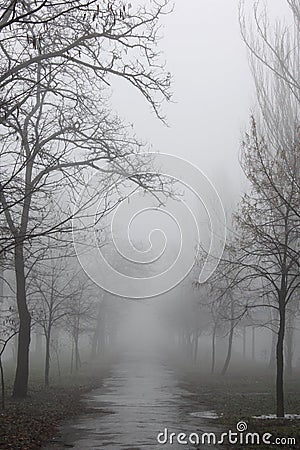 Path at foggy weather