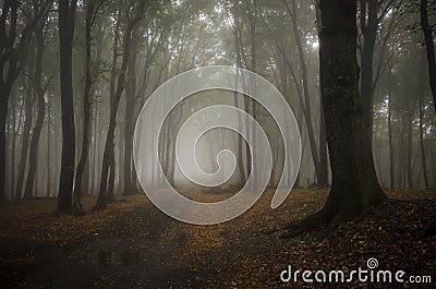 Path in a forest with fog in autumn