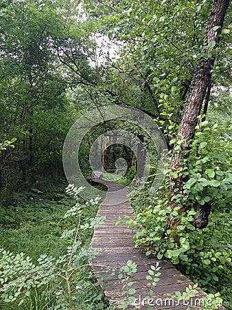 Path in grass and forest