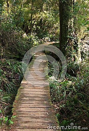 Path through the rain forest