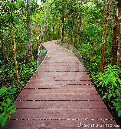 Path to the jungle,Trang,Thailand