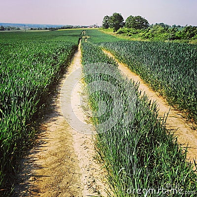 Path in wheat field