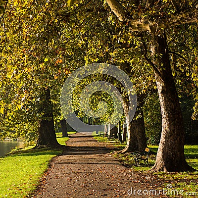 Pathway under leafy green trees