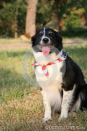 Patriotic Dog with USA Flag Bandanna