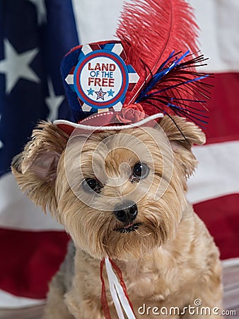 Patriotic Dog Wearing Red White and Blue Top Hat