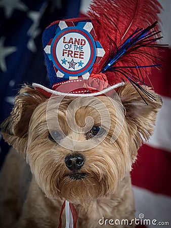 Patriotic Yorkie Dog with hat and Flag background, red white and blue