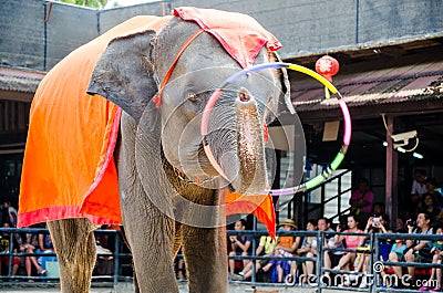 Pattaya, Thailand : Elephant dance hula hoop show.