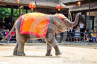 Pattaya, Thailand : Elephant dance hula hoop show.