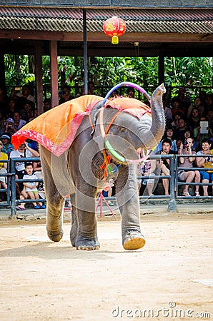 Pattaya, Thailand : Elephant dance hula hoop show.