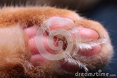 The paw of the ginger cat