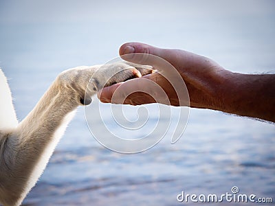 Paw in hand (13)