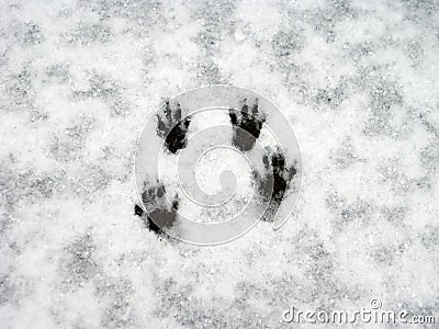 Paw prints