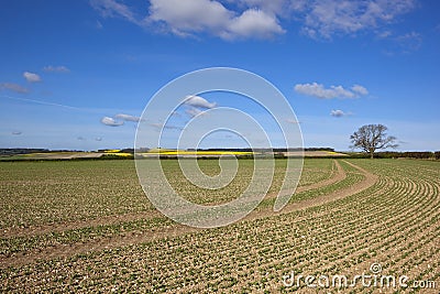 Pea field landscape