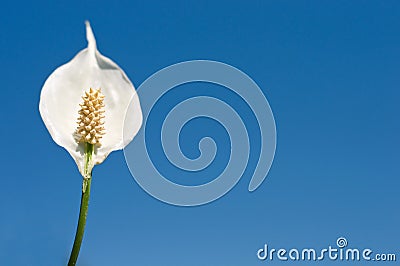 Peace lily on blue sky