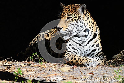 Peaceful jaguar on black background